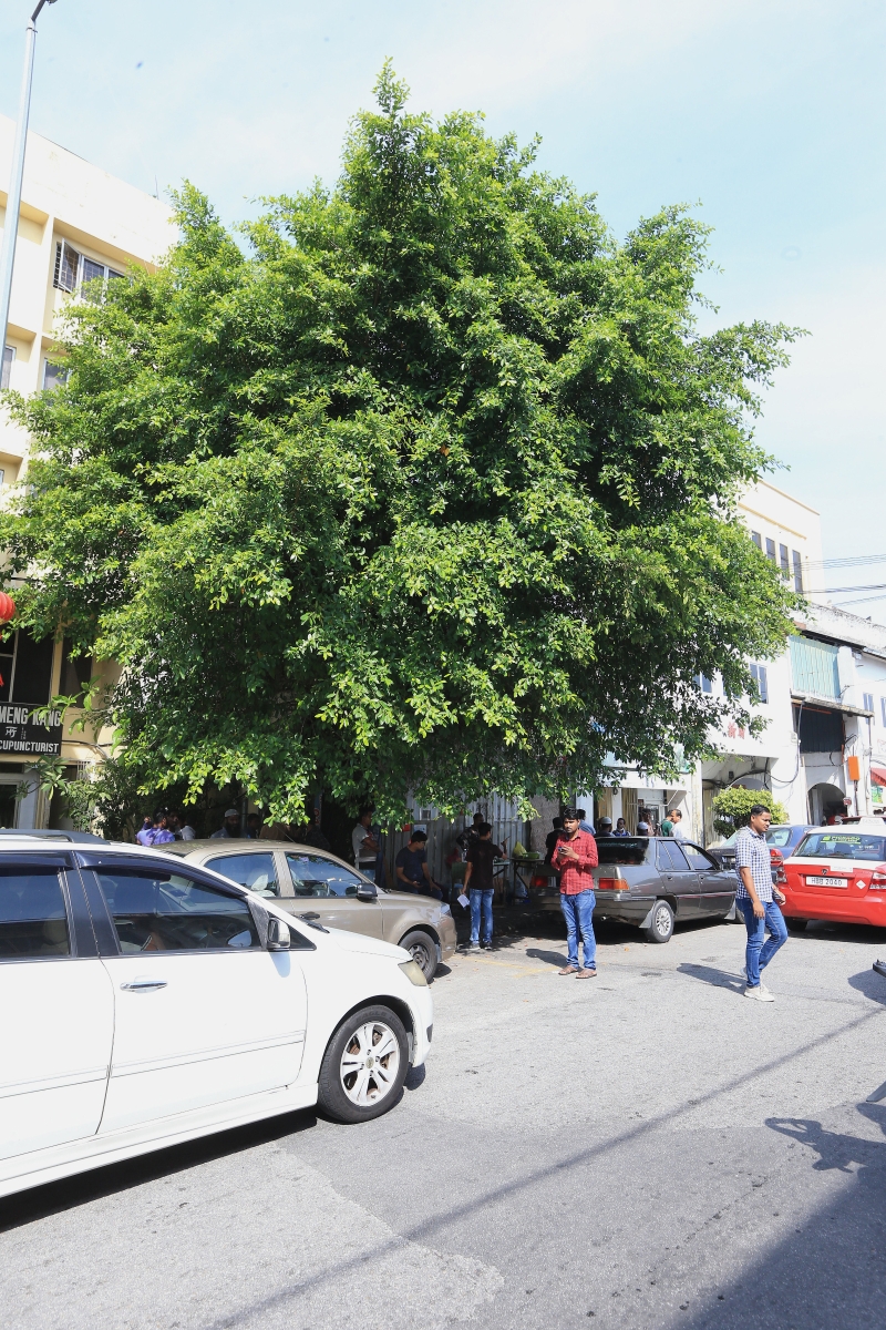 单位外的一个大树越长越茂盛，也对建筑结构造成影响，让当地商民担心其安全性。