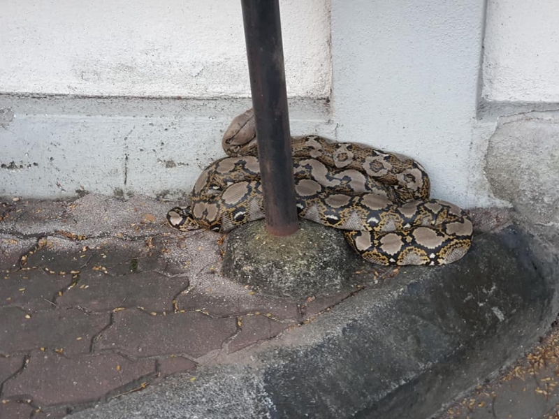 大蟒蛇不知何故跑到在巴生兴华小学大门外的告示牌柱子下，但并没有攻击任何人或学生。

