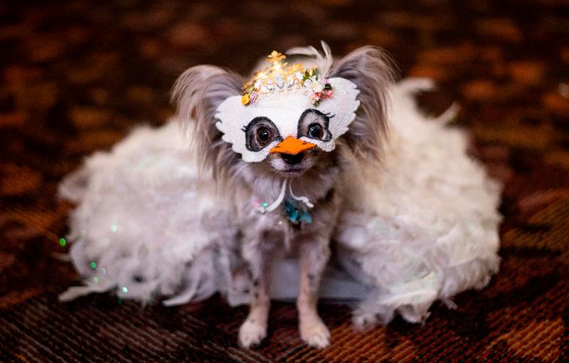 A dog is dressed in a mask and costume for the 17th annual New York Pet Fashion Show in New York City. AFP