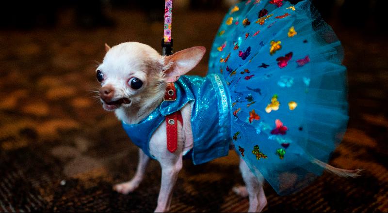 A dog is dressed in costume for the 17th annual New York Pet Fashion Show in New York City. AFP