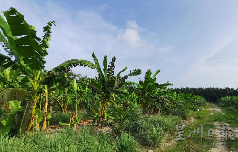 面积达10英亩的米蕉园，只要一切顺利，一年下来，每月平均可为农人赚取约一万令吉的收入。