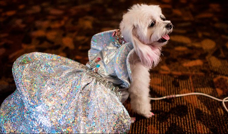 A dog is dressed in a gown for the 17th annual New York Pet Fashion Show in New York City. AFP