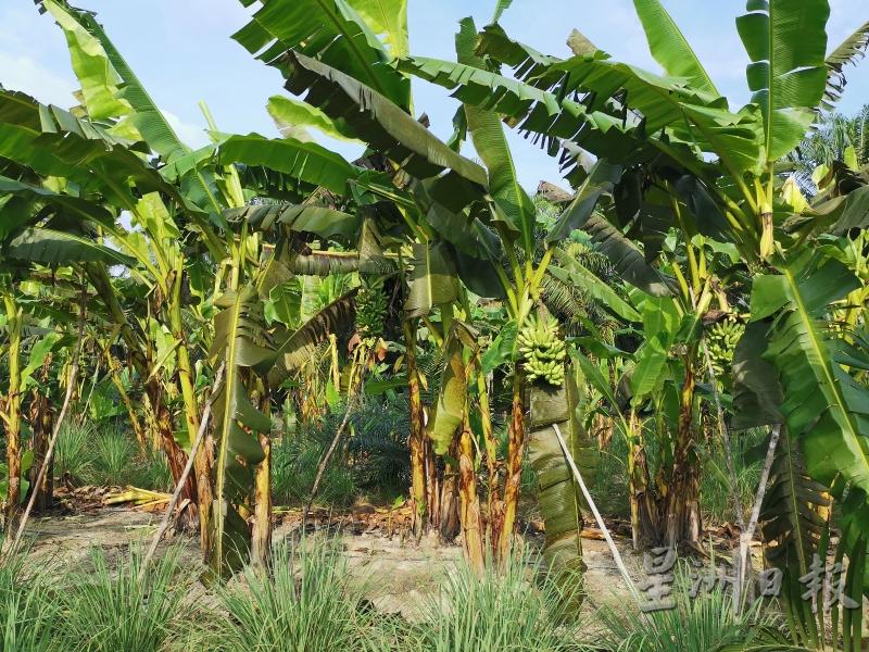 香蕉园最怕风灾，因此农人都会用支棍来支撑香蕉树，防止刮大风时，香蕉树被吹倒。