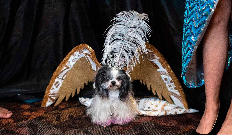 A dog dressed in wings waits backstage for the 17th annual New York Pet Fashion Show in New York City. AFP