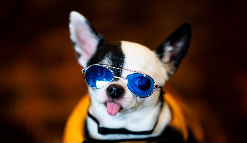 A dog is dressed in glasses for the 17th annual New York Pet Fashion Show in New York City. AFP