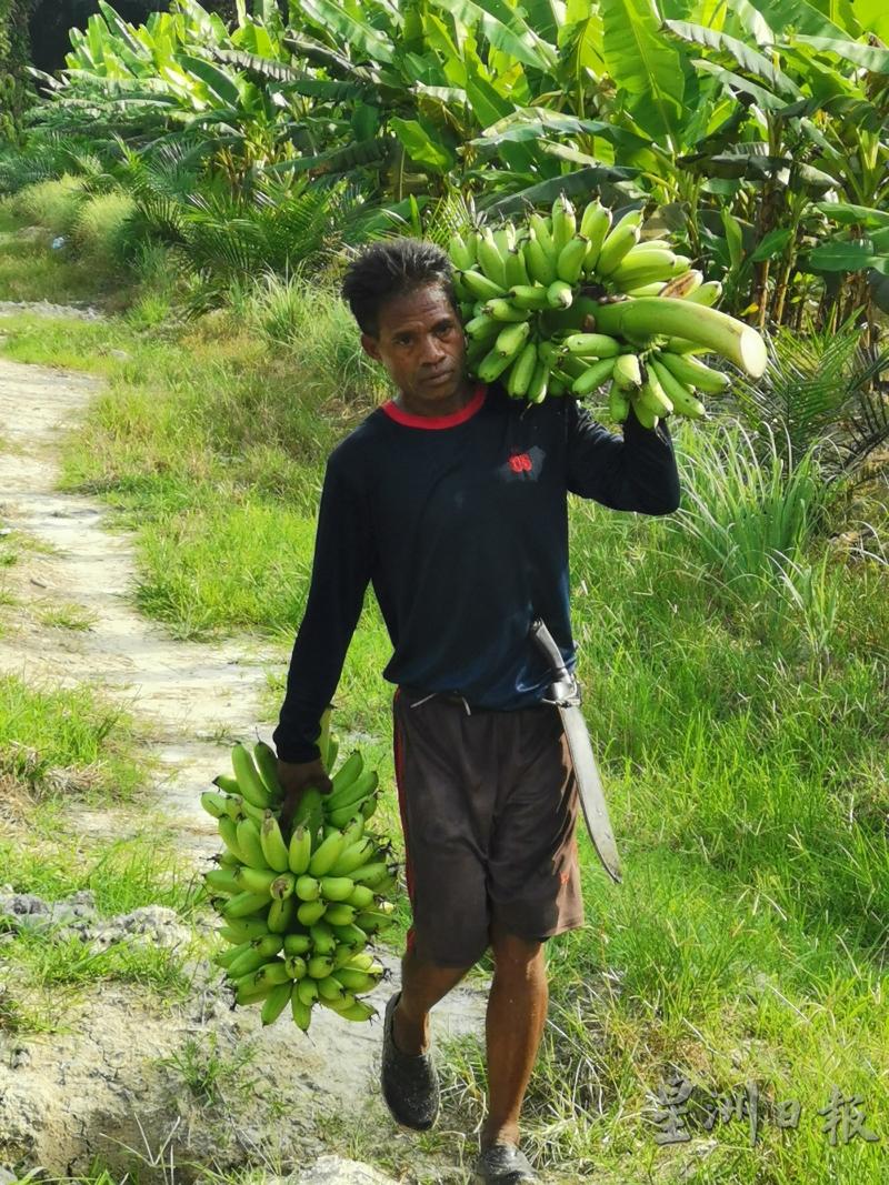 在收成期时，工人每隔数天，就要收割香蕉一次。
