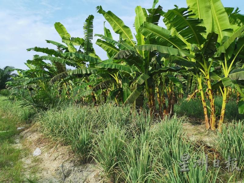 在香蕉园内的空地上种满香茅，既可增加额外收入，又能减少使用除草剂的成本，而且更符合环保。