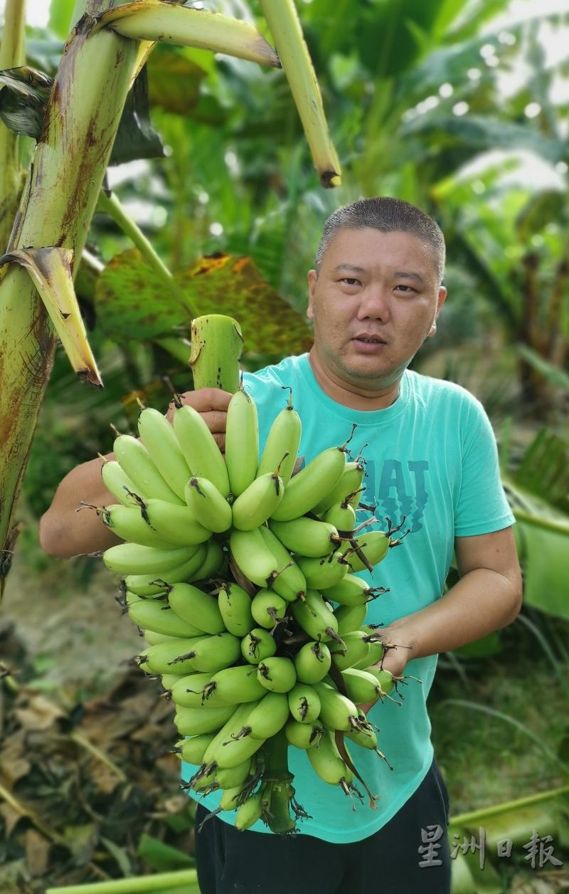 黄大伟说，只要管理得好，定期施肥，每串米蕉可长至9至15公斤重。