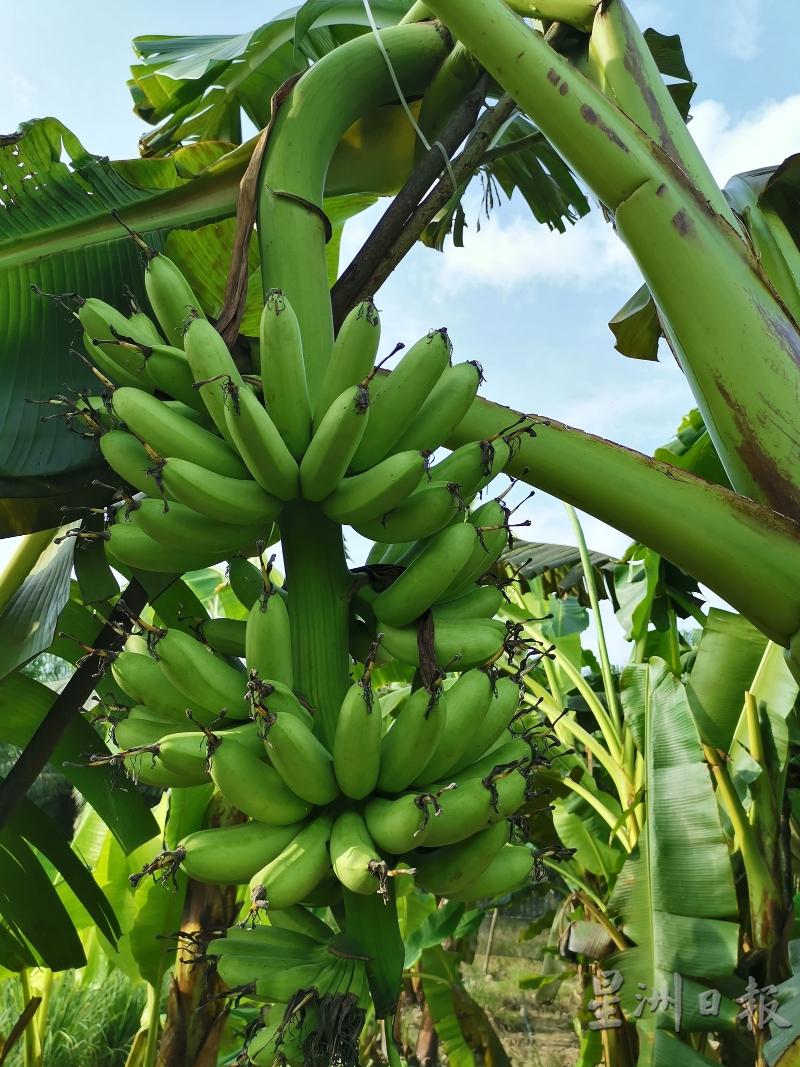 当长出香蕉时，不可以留太多的蕉叶，确保香蕉吸收足够的营养及水份，才能让香蕉长得肥硕！