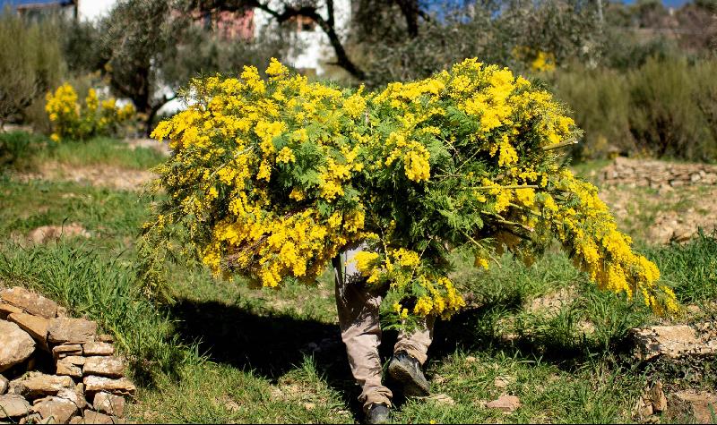 A man carries harvested Mimosa branches near the village of Seborga. AFP