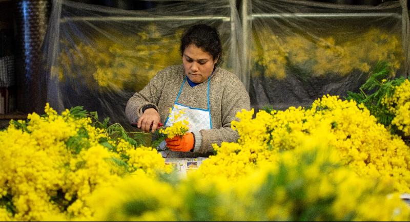 A worker prepares bouquets of Mimosa flowers in Seborga. AFP