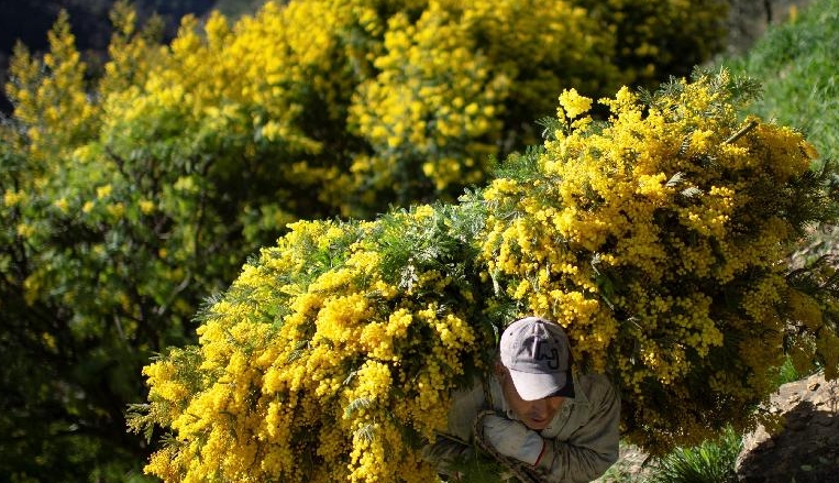A man carries harvested Mimosa branches near the village of Seborga. AFP