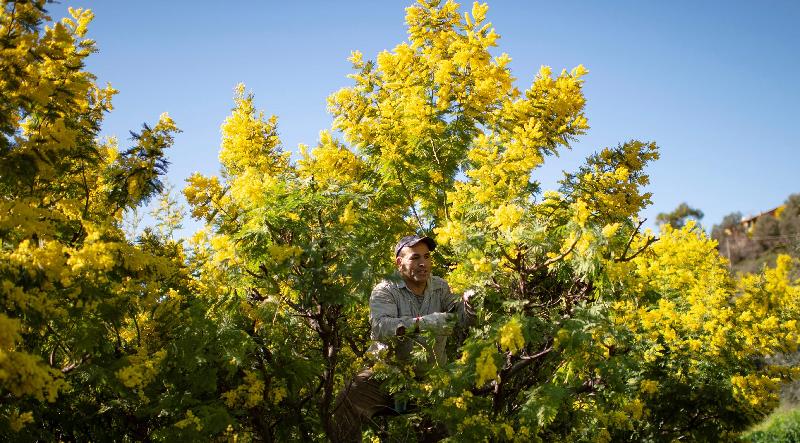 A man harvests Mimosa branches near the village of Seborga. AFP