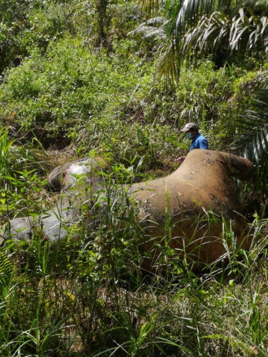 德拉马葛（Deramakot）森林保护区边界的种植集团园坵，周一发现一具死象。