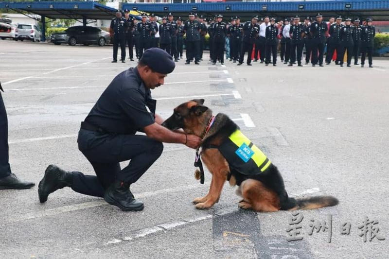 警犬“老吴”立大功，成为彭亨警队引以为荣的一份子。山姆甘为“老吴”挂上勋章。