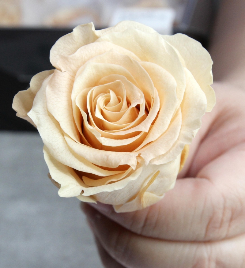 王颂颖所使用的永生花大多数采用玫瑰花，因此其它的永生花价格会比较昂贵，会对消费者带来负担。