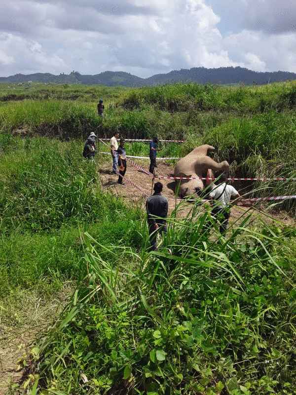 在最新的案件中，一只成年雌象尸体于本月12日在拿笃的巴加哈被发现。 