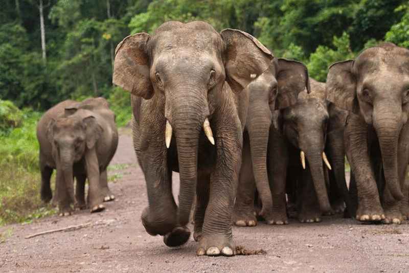 沙巴州政府通过为期10年的沙巴州大象行动蓝图，加强对州内小矮象的保护及保育。