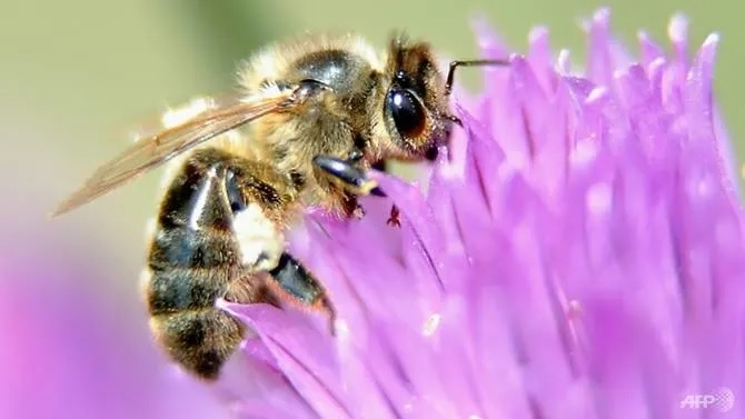 Scientists estimate the number of insect species at about 5.5 million. Only a fifth of them have been identified and named. AFP Scientists estimate the number of insect species at about 5.5 million. Only a fifth of them have been identified and named. AFP