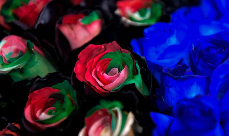 Rose varieties for export are shown in a flower plantation in Cangahua, Ecuador, ahead of Valentine's Day. AFP