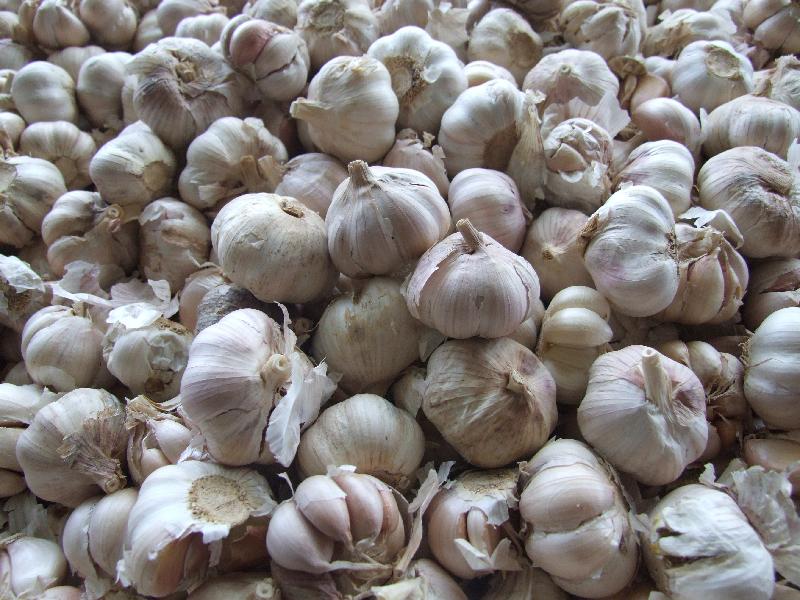 中国进口的蒜头、生姜类因新冠肺炎疫情爆发，导致市场缺货。