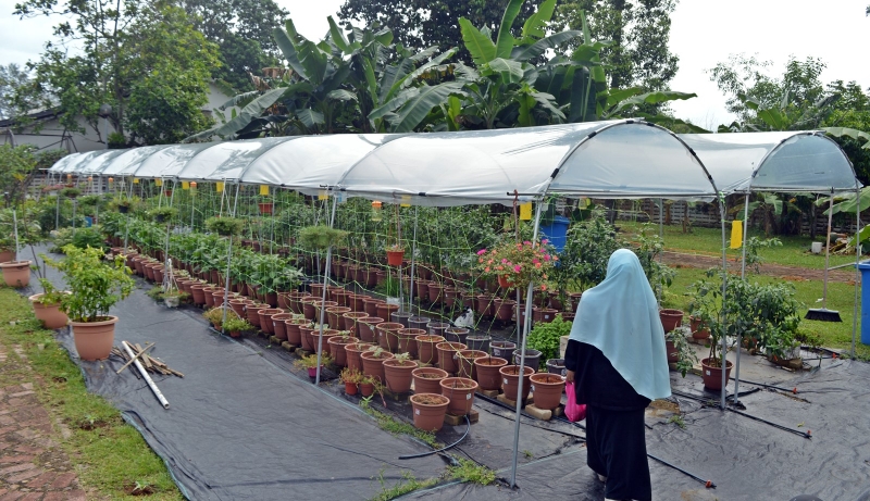 端法依查在大臣官邸庭院开辟小小菜园，推广“城市农业”计划。