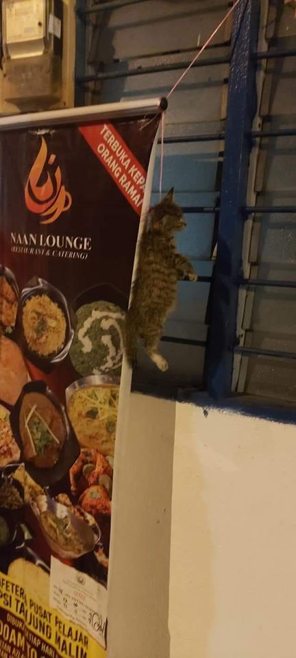 网民于去年11月发放一副猫儿被纤维绳吊死的照片，案件发生在霹雳州丹绒马林。／照片取自大马动物协会(Persatuan Haiwan Malaysia)在脸书专页