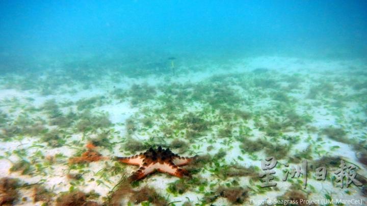 海草床也是小鱼及其他海洋动物的栖息地，一旦海草床被破坏或消失，也会人类食物链。（图：受访者提供）