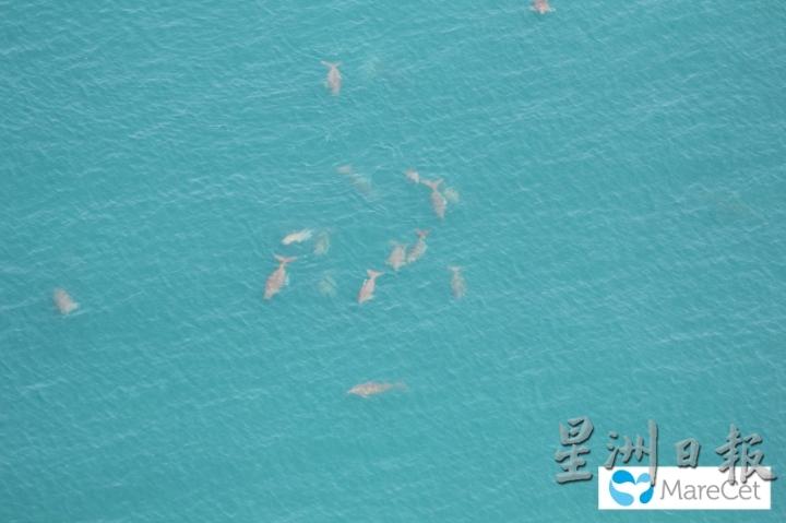 柔佛丰盛港是西马唯一有海牛出现的海域。（图：受访者提供）
