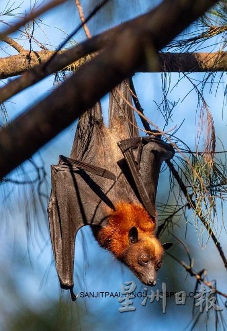 蝙蝠被认为是传播病毒来源，但归咎到底还不是人类“祸从口入”。（摄影：Sanjitpaal Singh）
