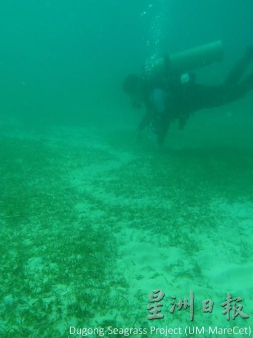 王伟康每年都会潜入海底，研究海草床的生长状况及提取样本化验。（图：受访者提供）