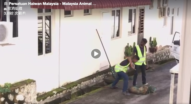 芙蓉市议会捉狗队于去年12月被网友拍到捕捉流浪狗之后拳打脚踢，行为不人道。／照片取自马来西亚动物组织（Persatuan Haiwan Malaysia）