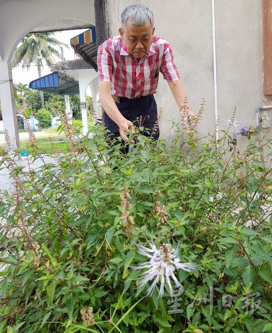 王瀚乐在住家旁种下猫须草。（图：星洲日报）