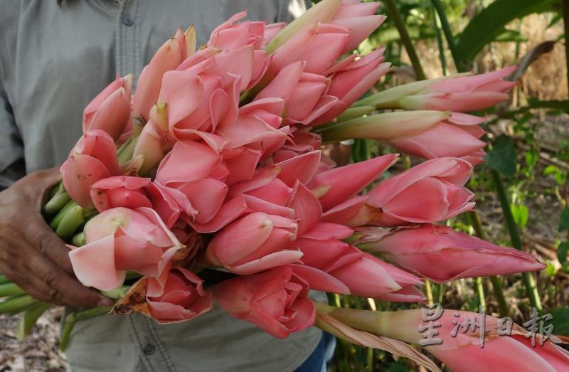 火炬姜花的花苞大型又鲜艳美丽，在外国被视为高贵的装饰花卉与花束。（图：星洲日报）
