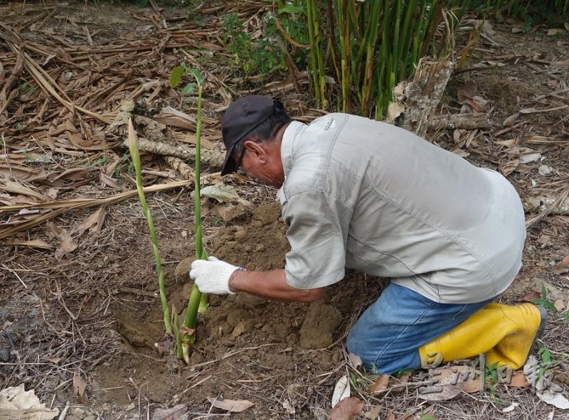 挖穴种植时，须将适量的有机肥与种植土混合均匀,水分充足下，一般1个月即可长出新的植株。（图：星洲日报）