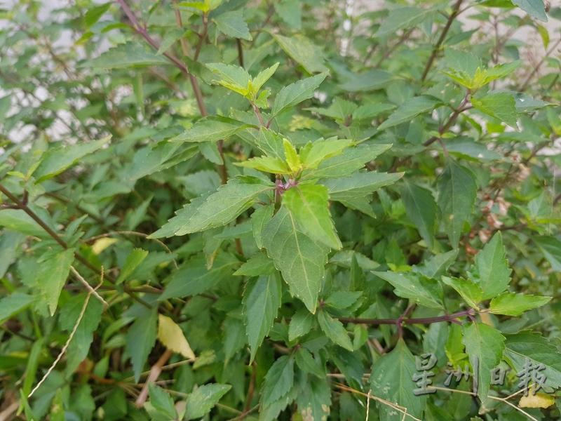 花草世界 系列 作凉茶喝药用价值高 猫须草浑身是宝 地方 东海岸 星洲网sin Chew Daily