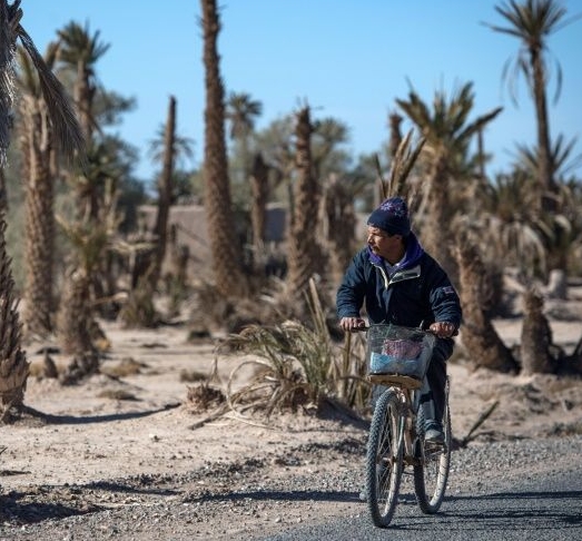 Morocco has lost two-thirds of its 14 million palm trees over the last century as water in some areas like the oases becomes scarce. AFP