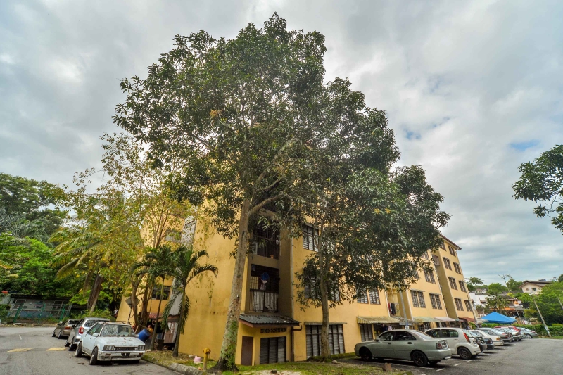 除了可食用的果树，芙蓉市政厅会定期修剪当地大树，确保环境卫生。