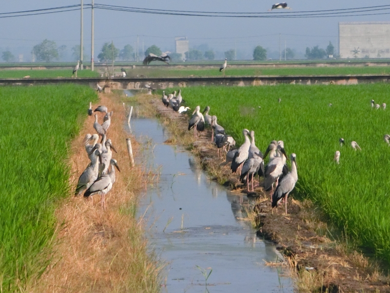其实在上一季稻的播种时期，已经出现灰白鹤的踪迹。