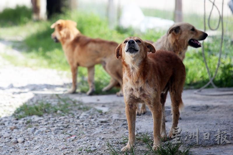 马来西亚各动保团体多年来提倡诱捕、绝育、释放（Trap Neuter Release），是能够有效断绝流浪猫狗过剩的方法。