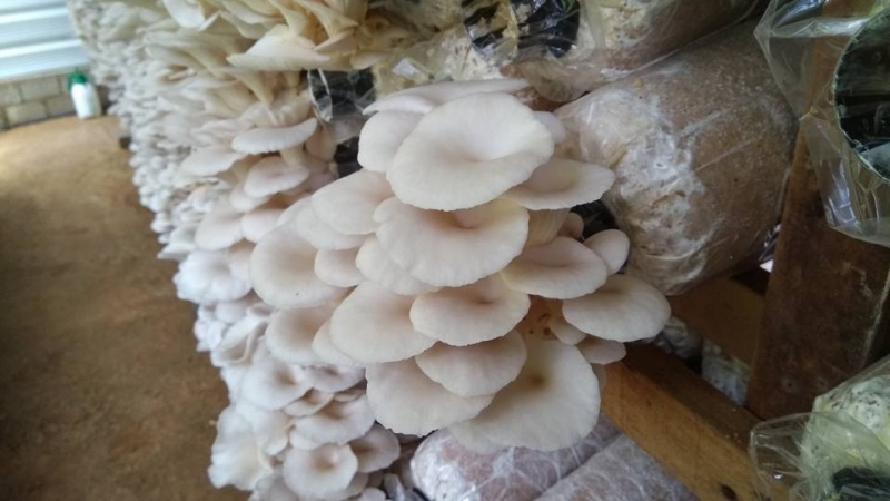胡伟文菇场生产的有机蚝菇主要销售到批发市场及餐馆。 