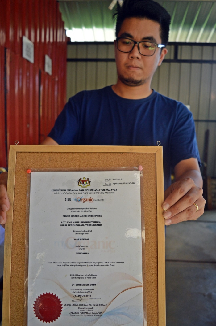胡伟文菇场所生产的蚝菇符合有机农作物严格标准，获得马来西亚有机认证机构核准有机认证。