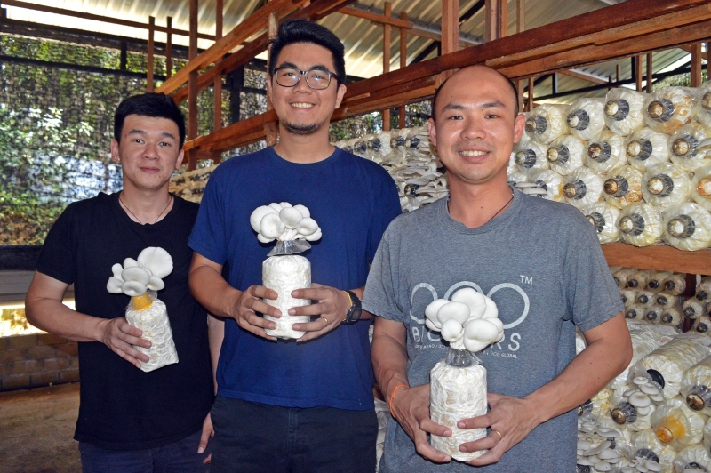 张伟健（左起）、胡伟文及王耀永这4年来不断学习及吸取经验，取得小小成就，成为州内目前唯一的华裔菇农。