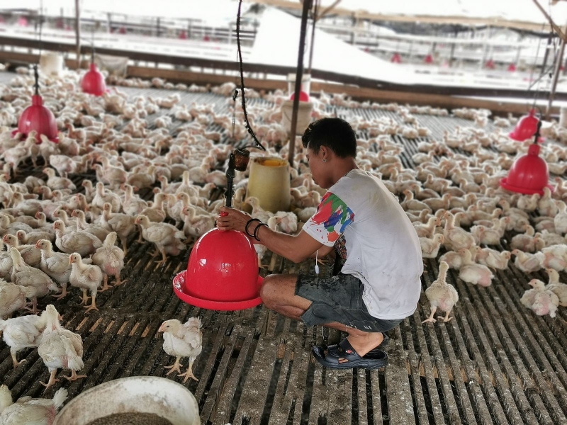 面对严苛的申请条例，养鸡业者申诉外劳严重短缺。