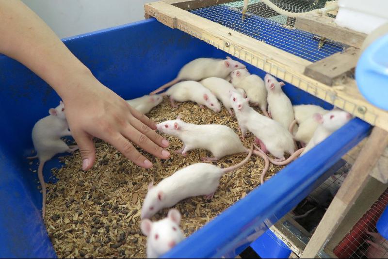老鼠的视力较差，主要靠嗅觉来辨认事物，因此，只要把手伸入，它们就会趋前去闻。