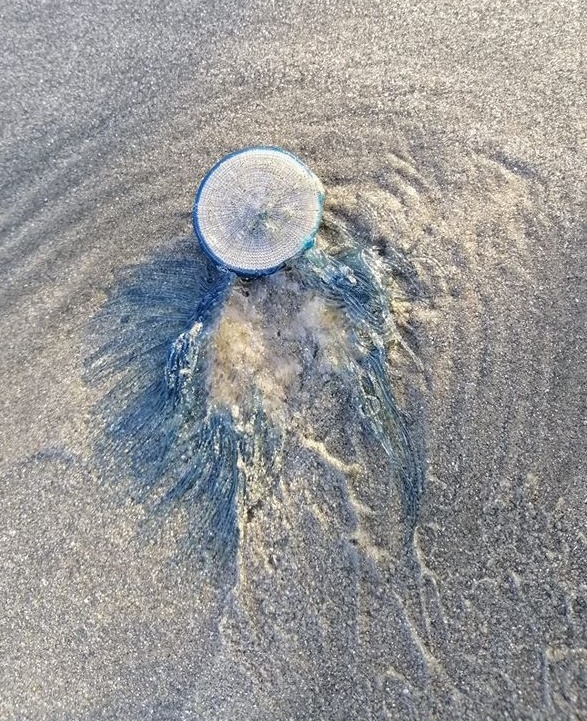  民众在巴洛海滩发现一只状似僧帽水母的蓝紫色水母尸体。