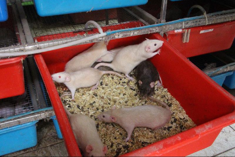 除了把老鼠当宠物，张康城也将它们出售给大专和中学生充作实验用途，或供应到宠物店等。