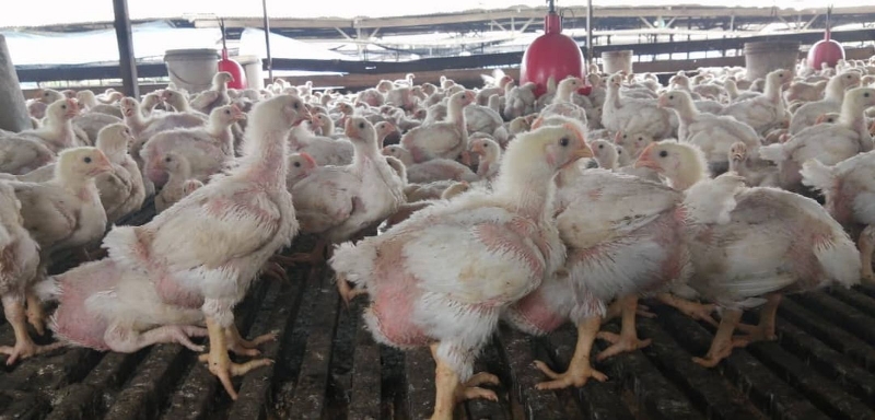 柔州每天出口约12万鸡只至新加坡，农友担忧疫情恶化导致肉鸡滞销。