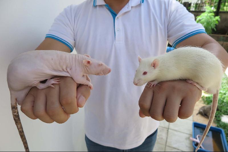 同为挪威棕鼠，但由于基因突变之故，一部分天生无毛（左），这类别的老鼠最适合进行皮肤相关的实验用途。
