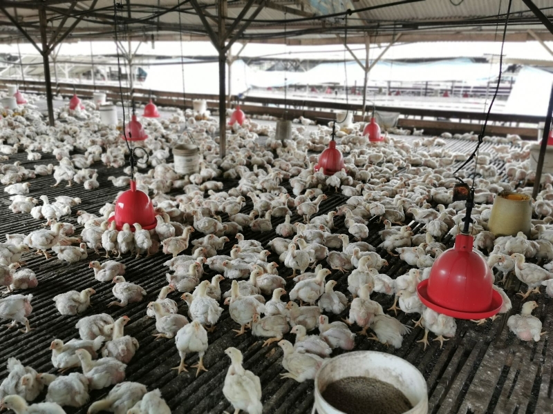 新冠肺炎疫情冲击各行各业，本地肉鸡市场也难以幸免。